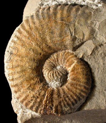 Ammonites et aliae spirae II - Martelites sarasini