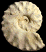 Placenticeras polyopsis