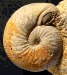 Chondroceras evolvescens (M)