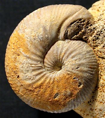 Ammonites et aliae spirae II - Chondroceras evolvescens
