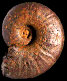 Zuercherella zuercheri
