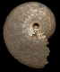 Aconeceras nisus