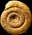 Stephanoceras (Skirroceras) englandi (M)