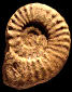 Texanites (Texanites) gallicus