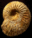 Paragarantiana longidoides (M)