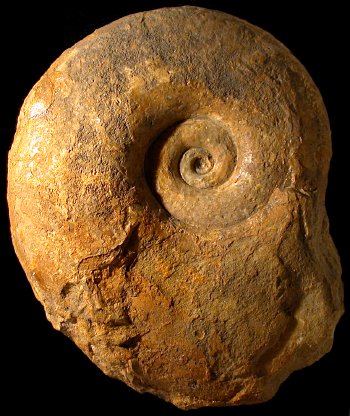 Ammonites et aliae spirae II - Pachydiscus (Neodesmoceras) japonicus