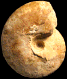 Placenticeras kaffrarium var. umkwelanense