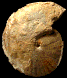 Metengonoceras dumbli
