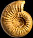 Stephanoceras (Stephanoceras) umbilicum