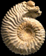 Paragarantiana alticosta (m)
