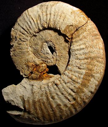 Ammonites et aliae spirae II - Lyticoceras inaequicostatum