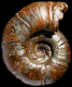 Pseudohaploceras liptoviense