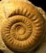 Stephanoceras (Stephanoceras) sp. (M)