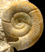 Choffatia isabellae (m)