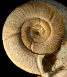Choffatia isabellae