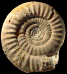 Choffatia isabellae (M)