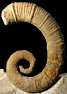 Crioceratites curnieri