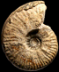 Bredyia gr. alleoni