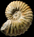 Calycoceras (Newboldiceras) asiaticum asiaticum