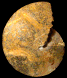 Radstockiceras buvignieri