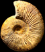Kosmoceras deficiens (M)