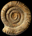Prodactylioceras davoei