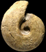 Quenstedtoceras praelamberti  var. ordinarium