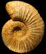 Kosmoceras duncani