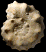 Metasigaloceras rusticum