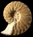 Schloenbachia varians forma intermedia-subtuberculata