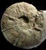 Abrytusites cf. thieuloyi