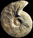 Olcostephanus (Olcostephanus) sayni (M)