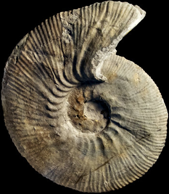 Ammonites et aliae spirae II - Olcostephanus (Olcostephanus) sayni
