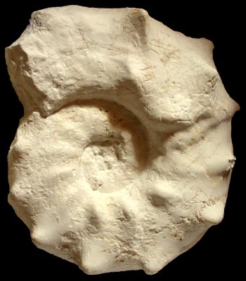 Ammonites et aliae spirae II - Mammites nodosoides