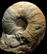 Parapuzosia (Parapuzosia) sp.