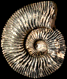 Kosmoceras ornatum s&eacute;nile Douvill&eacute;