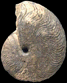 Polyplectus discoides