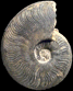 Harpoceras aff. subexaratum