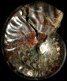 Pseudolioceras (Pseudolioceras) compactile juv.