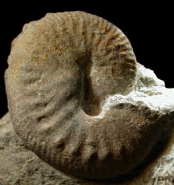 Ammonites et aliae spirae II - Scaphites sp. 1