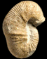 Scaphites obliquus