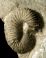 Scaphites obliquus villoutreysi