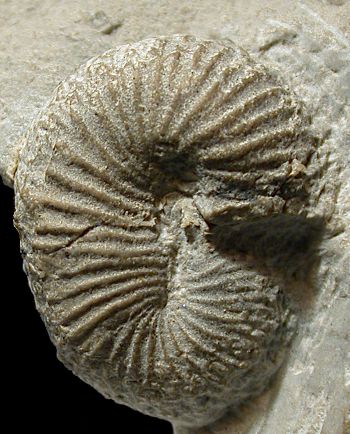Ammonites et aliae spirae II - Scaphites villoutreysi