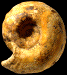 Vascoceras glabrum