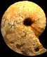 "Thomasites" gongilensis gongilensis