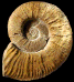 Pseudothurmannia ohmi (M)