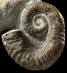 Rugacrioceras monopujaae (m)