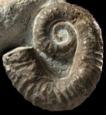 Ammonites et aliae spirae II - Rugacrioceras monopujaae