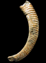 Moutoniceras moutonianum