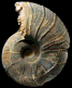 Pachydesmoceras kossmati